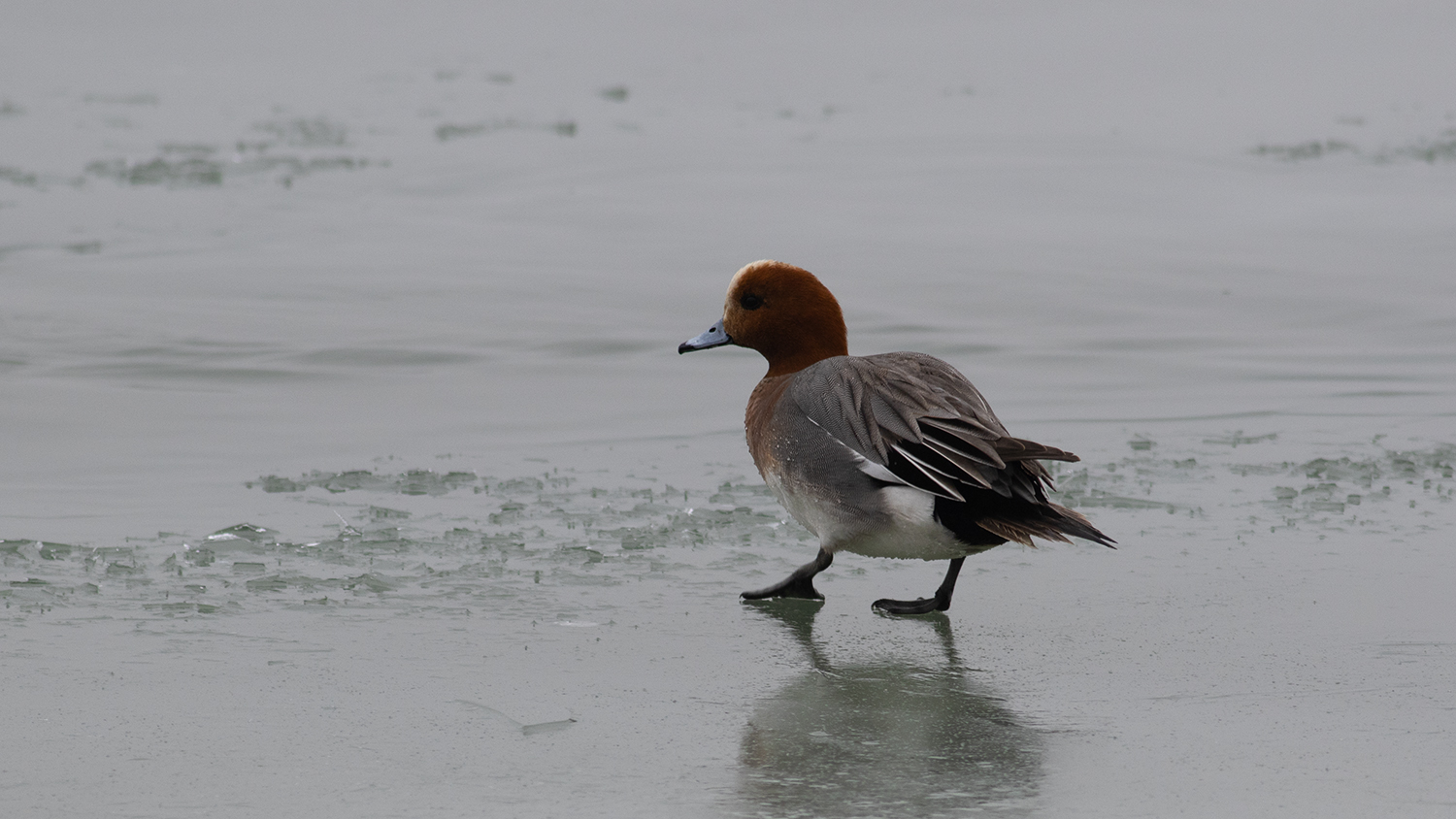 Eurasian Wigeon